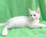 Кошки в Москве: Белый котёнок девочка в добрые руки Девочка, Бесплатно - фото 4