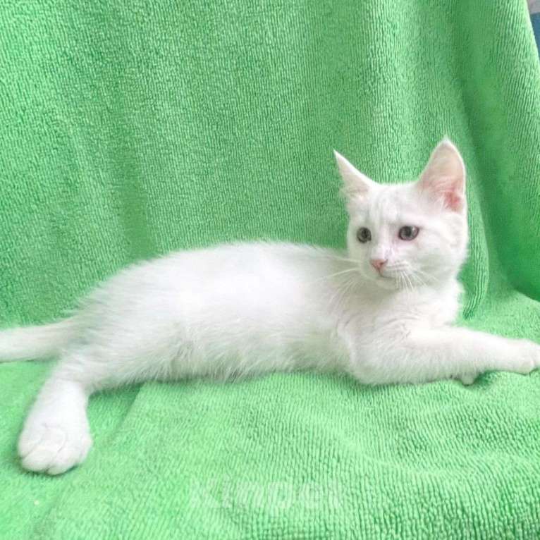 Кошки в Москве: Белый котёнок девочка в добрые руки Девочка, Бесплатно - фото 4