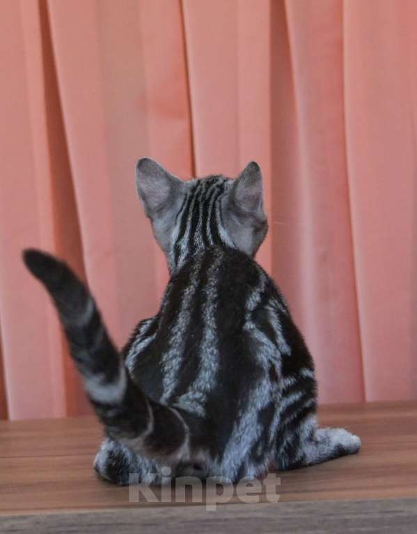 Кошки в Москве: Котята Американской короткошерстной породы Девочка, 70 000 руб. - фото 3