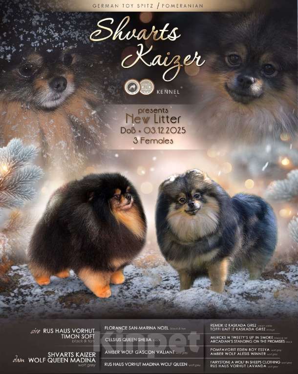 Собаки в Химках: Померанский шпиц девочка Девочка, Бесплатно - фото 1