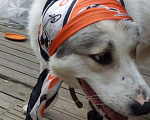 Собаки в Балашихе: Девочка алабай в дар Девочка, Бесплатно - фото 2