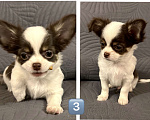 Собаки в Москве: Щенки чихуахуа Мальчик, 25 000 руб. - фото 3