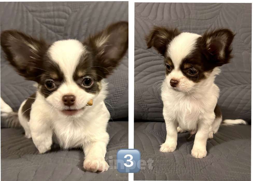 Собаки в Москве: Щенки чихуахуа Мальчик, 25 000 руб. - фото 3