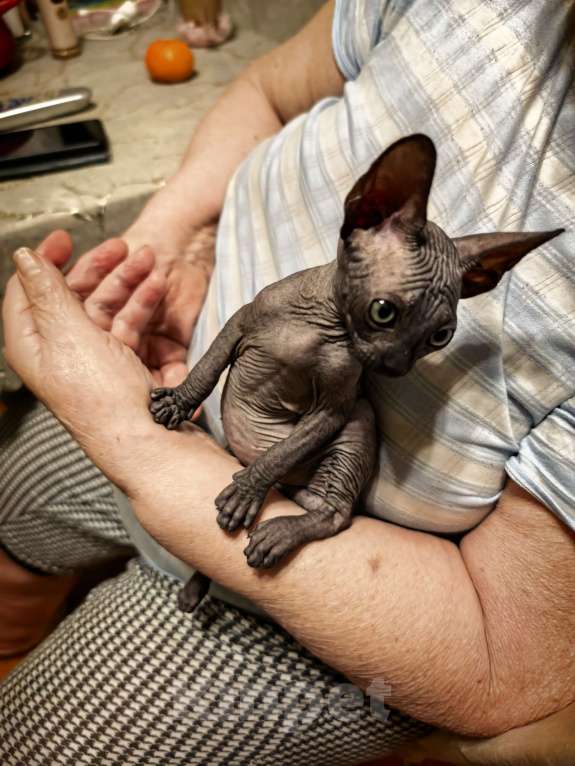 Кошки в Москве: Продаётся котенок канадский сфинкс мальчишка 2  месяца Мальчик, 30 000 руб. - фото 1