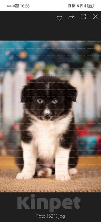 Собаки в Самаре: Девочка Девочка, 90 000 руб. - фото 1