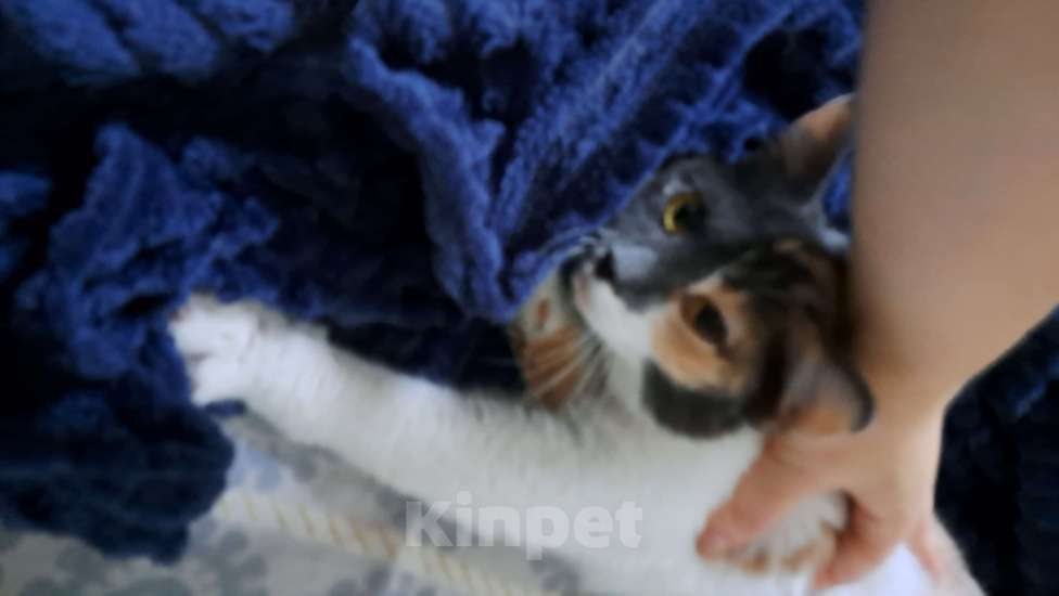 Кошки в Нижневартовске: Отдам в добрые руки Девочка, Бесплатно - фото 2