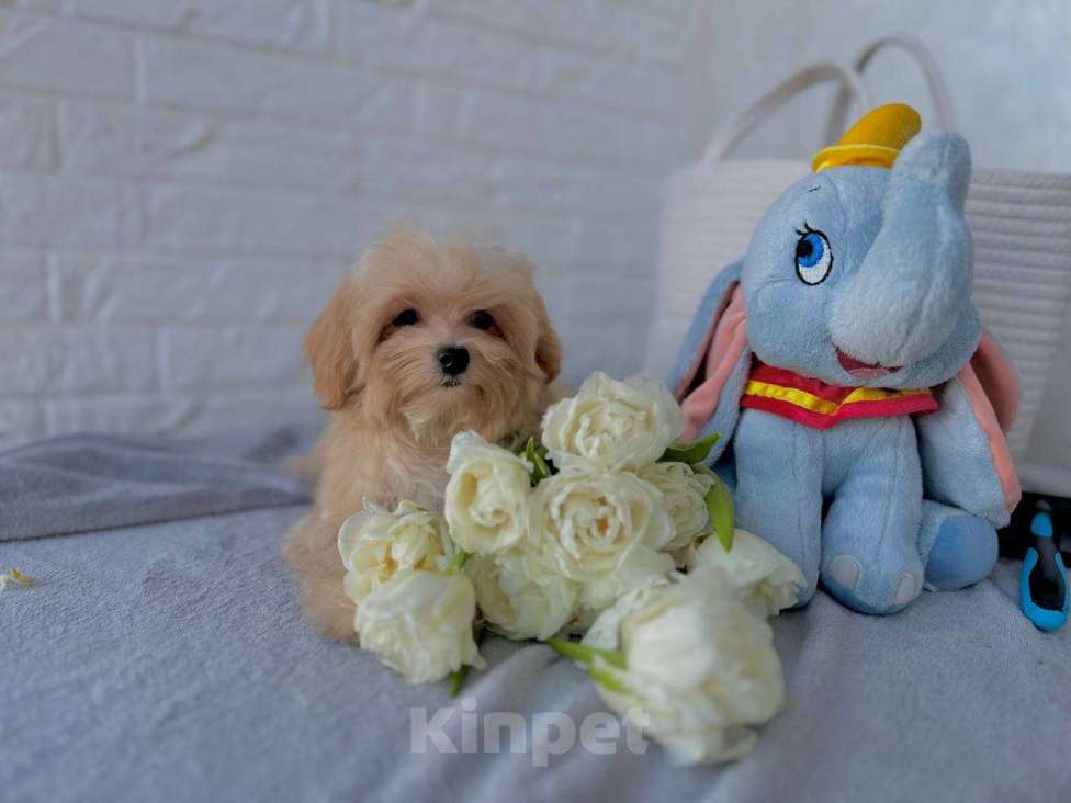 Собаки в Калининграде: Мальтипу девочка мини Девочка, 80 000 руб. - фото 8