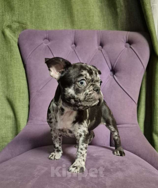 Собаки в Москве: Девочка светлые глазки Девочка, 60 000 руб. - фото 1