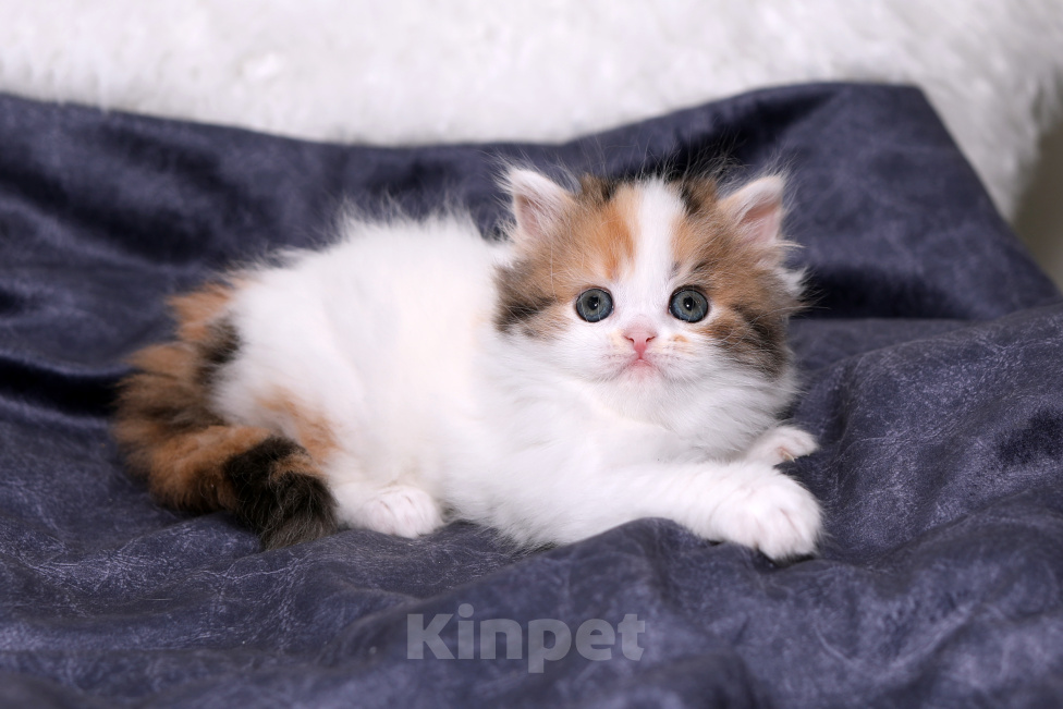 Кошки в Москве: Чудесная шотландская черепашка Девочка, 25 000 руб. - фото 5