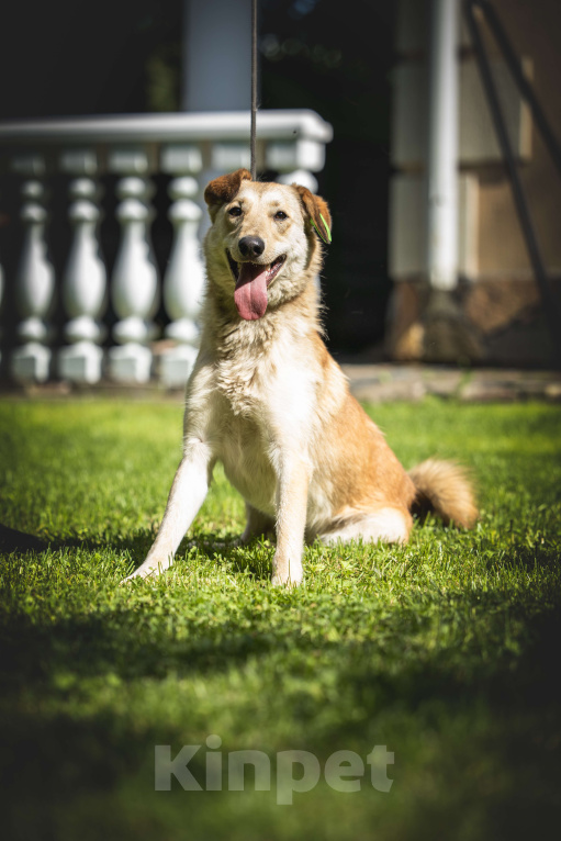 Собаки в других городах Московской области: Рыжая собака Апельсинка ищет дом! Девочка, Бесплатно - фото 10