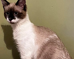 Кошки в Домодедово: Котята девочки Девочка, Бесплатно - фото 6