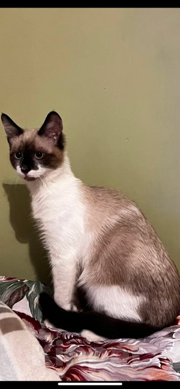 Кошки в Домодедово: Котята девочки Девочка, Бесплатно - фото 6