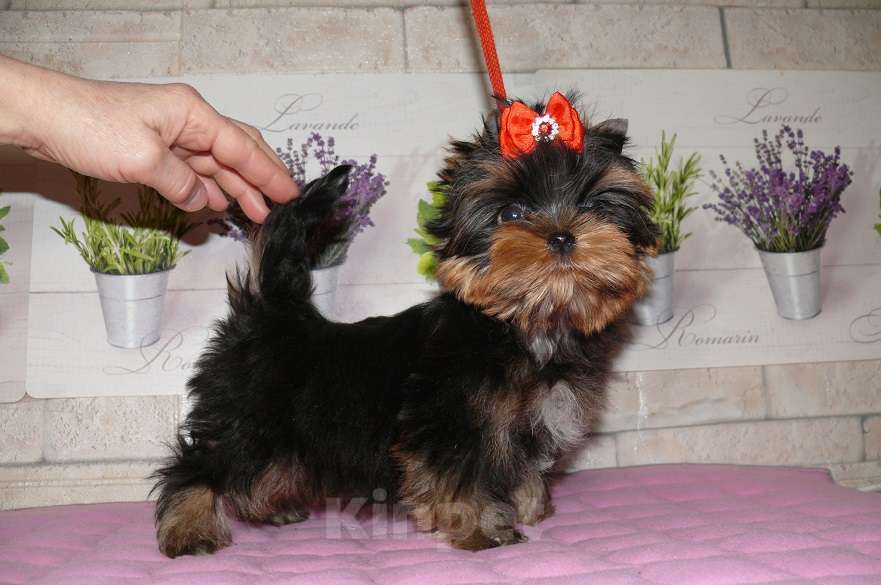 Собаки в Королеве: Мини девочка йорк Девочка, 100 000 руб. - фото 5