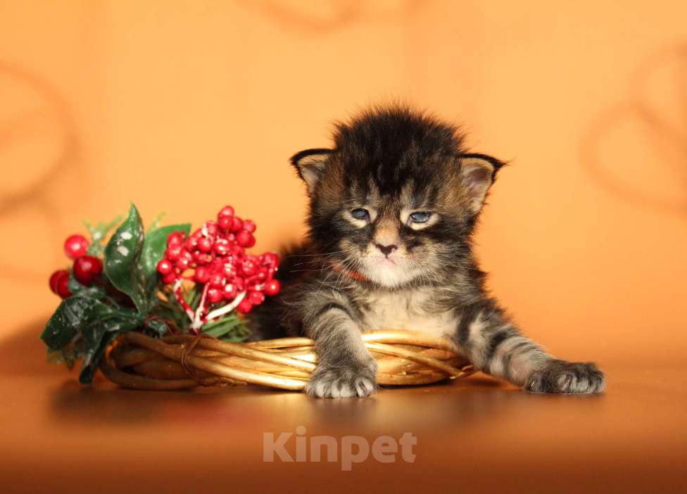 Кошки в Екатеринбурге: Котёнок мейн-кун Сириус Мальчик Мальчик, 50 000 руб. - фото 2