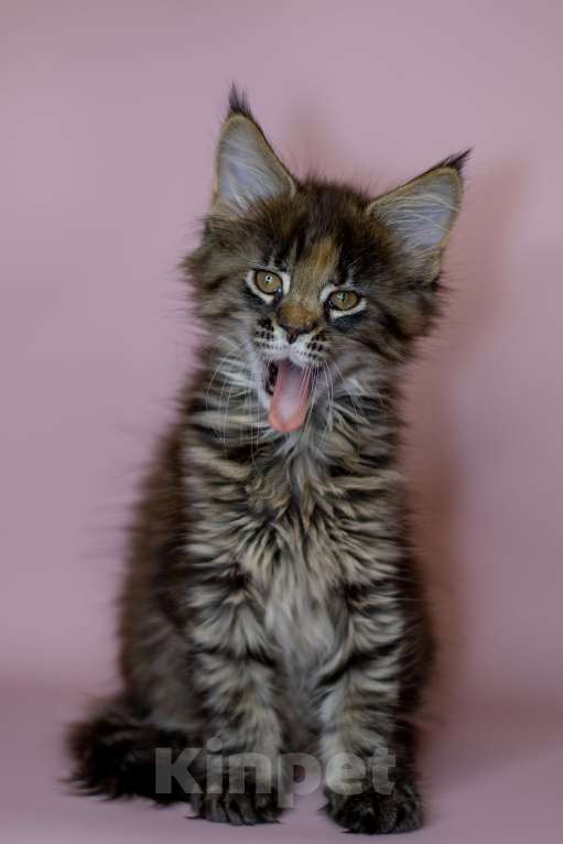 Кошки в Красноярске: Котенок Мейн-Кун Разнополые, 50 000 руб. - фото 1