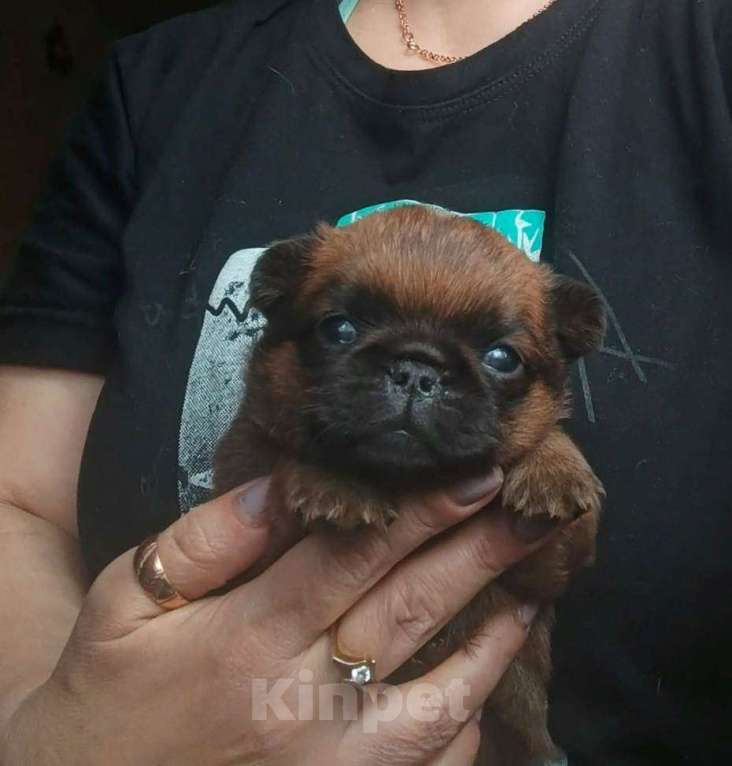 Собаки в Москве: Малый брабансон рыжий мальчик Мальчик, 45 000 руб. - фото 2