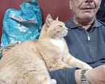 Кошки в Череповце: Найдена кошка, рыжая крупная Девочка, Бесплатно - фото 7