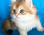 Кошки в Москве: Котики , котята  Мальчик, 30 000 руб. - фото 3