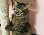 Кошки в Москве: Молодой роскошный ласковый котик! Мальчик, 10 руб. - фото 3