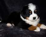 Собаки в других городах Московской области: Бернский зенненхунд Девочка, 70 000 руб. - фото 2