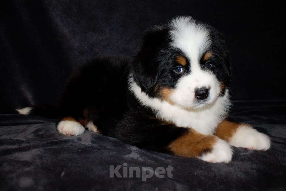 Собаки в других городах Московской области: Бернский зенненхунд Девочка, 70 000 руб. - фото 2