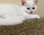 Кошки в Новороссийске: Кошечка прямоухая  Девочка, Бесплатно - фото 2