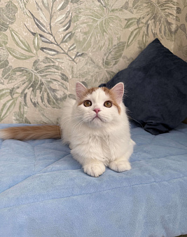 Шотландский длинношерстный котенок