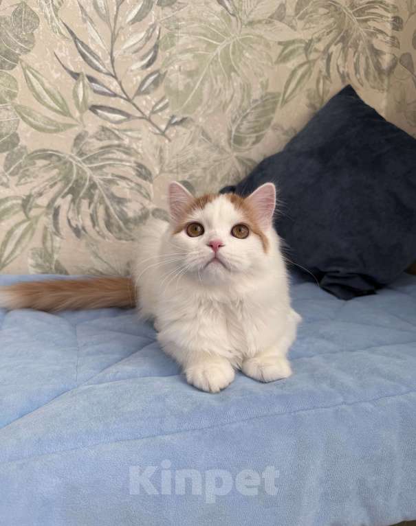 Кошки в Москве: Шотландский длинношерстный котенок Мальчик, Бесплатно - фото 1