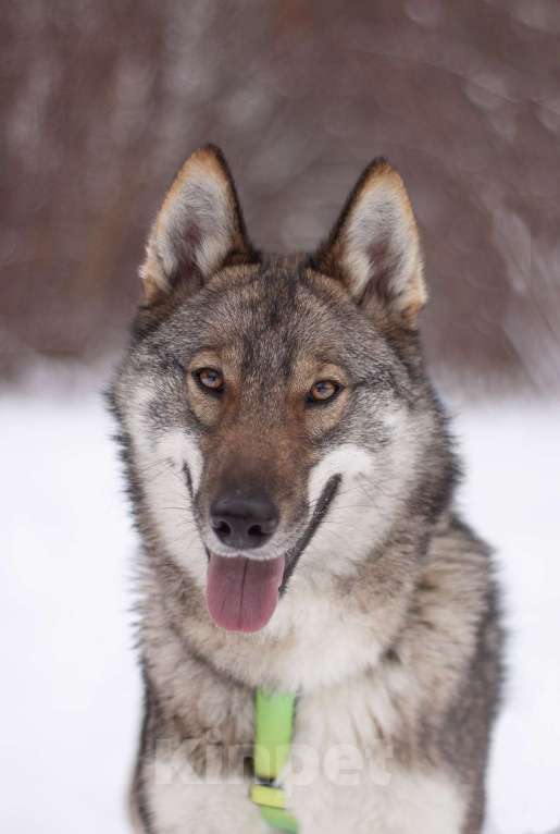 Собаки в Москве: Преданный и ласковый парень в добрые руки Мальчик, Бесплатно - фото 2