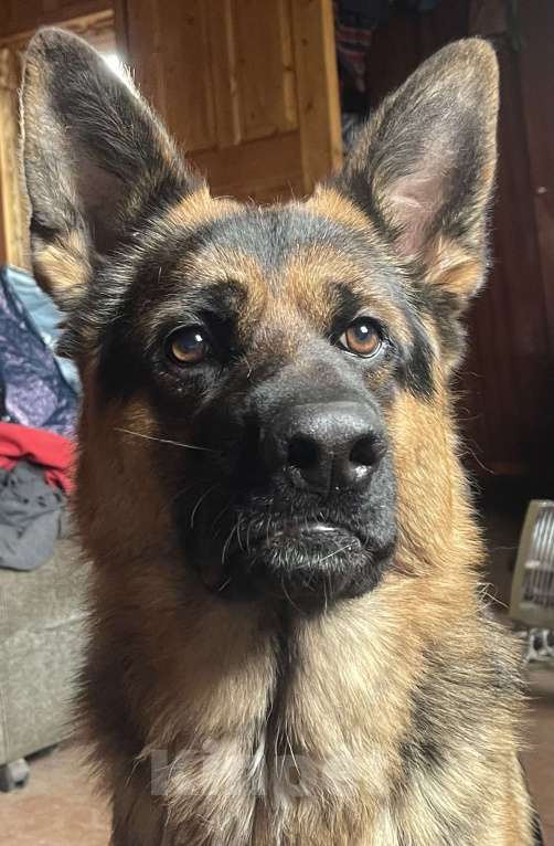 Собаки в других городах Московской области: Ищем девчонку для нашего кобеля  Мальчик, 25 000 руб. - фото 8