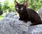 Кошки в Барнауле: котенок манчкин кошечка  Девочка, Бесплатно - фото 2