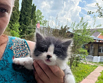 Кошки в Москве: Котенок ищет дом Мальчик, Бесплатно - фото 3