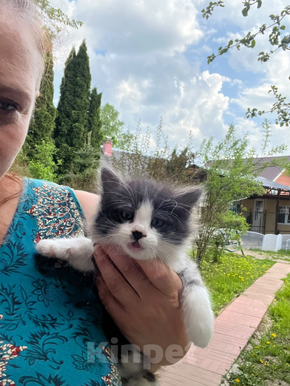 Кошки в Москве: Котенок ищет дом Мальчик, Бесплатно - фото 3