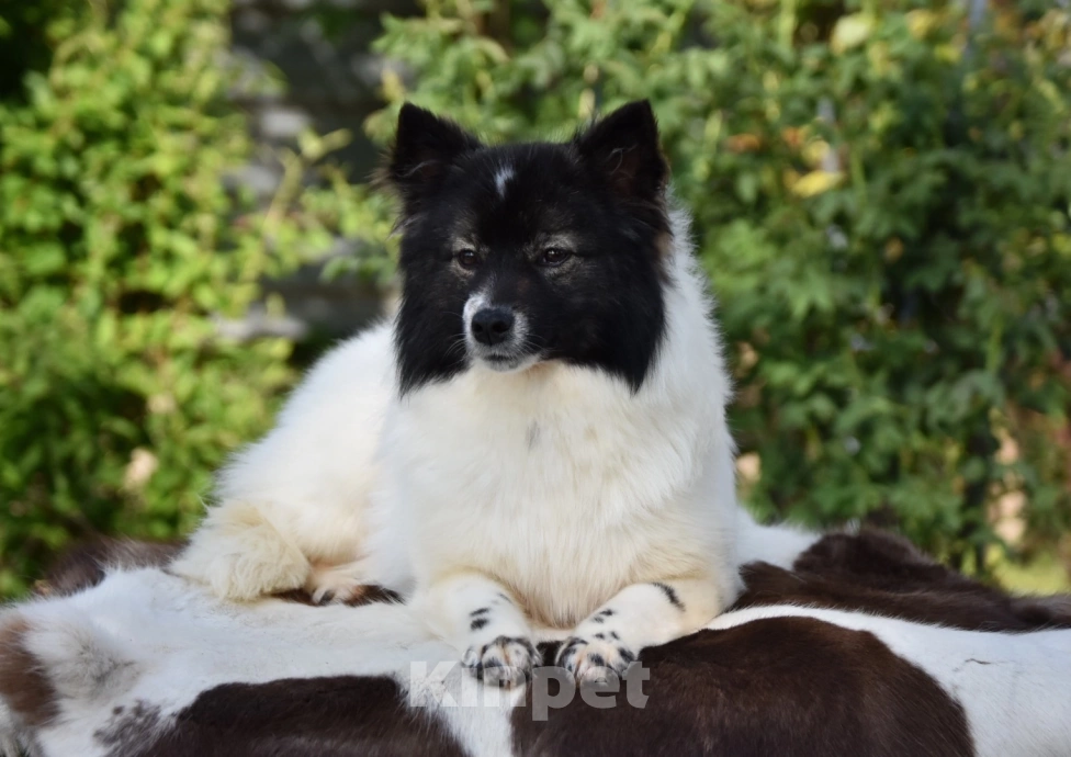 Собаки в Москве: Ненецкая оленегонная лайка, сука Фрида. Девочка, 60 000 руб. - фото 5