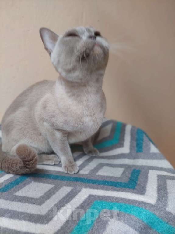 Кошки в Челябинске: Алиса Девочка, 40 000 руб. - фото 7