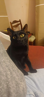 Ищу коту новый дом