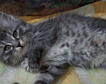 Кошки в Саратове: Рождественский котёнок Мальчик, 20 руб. - фото 3