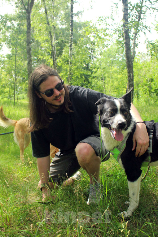 Собаки в Москве: Звездный мальчик Мальчик, Бесплатно - фото 3