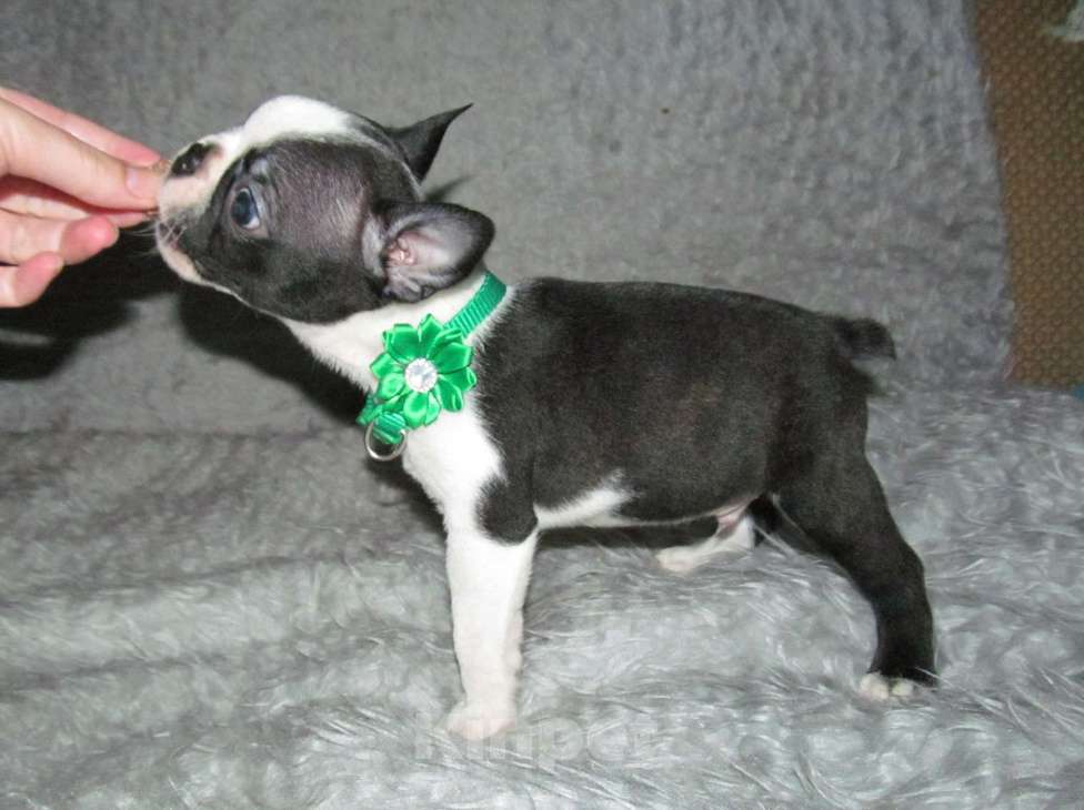 Собаки в Пскове: Щенки бостон терьера Мальчик, 50 000 руб. - фото 4