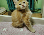 Кошки в Анапе: Продам котят породы Мейн-Кун Мальчик, 35 000 руб. - фото 3