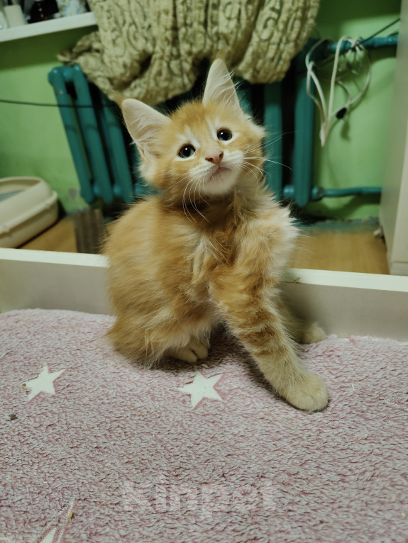Кошки в Анапе: Продам котят породы Мейн-Кун Мальчик, 35 000 руб. - фото 3
