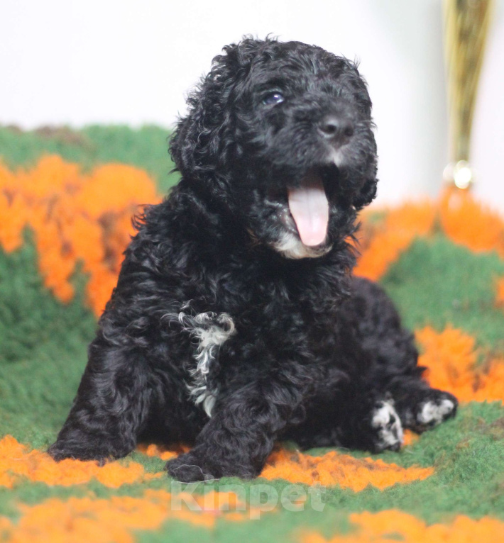 Собаки в Санкт-Петербурге: Испанская Водяная Щенок Мальчик, 200 000 руб. - фото 1