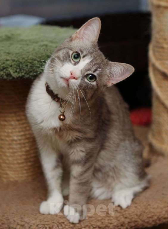 Кошки в Москве: Котенок мальчик ищет свою семью! Мальчик, Бесплатно - фото 3