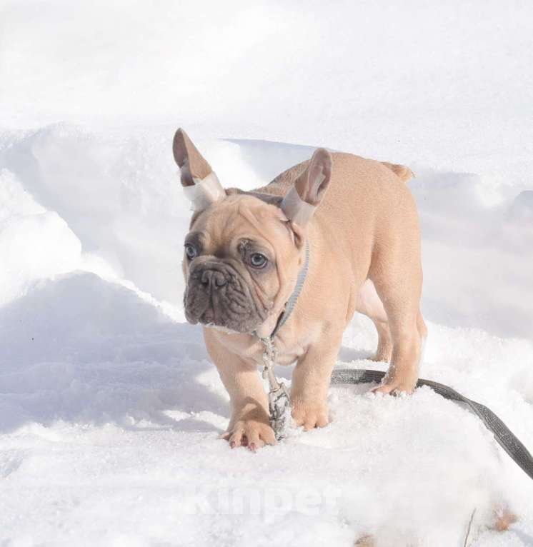 Собаки в Москве: Мальчишка палевоголубой Мальчик, 40 000 руб. - фото 5