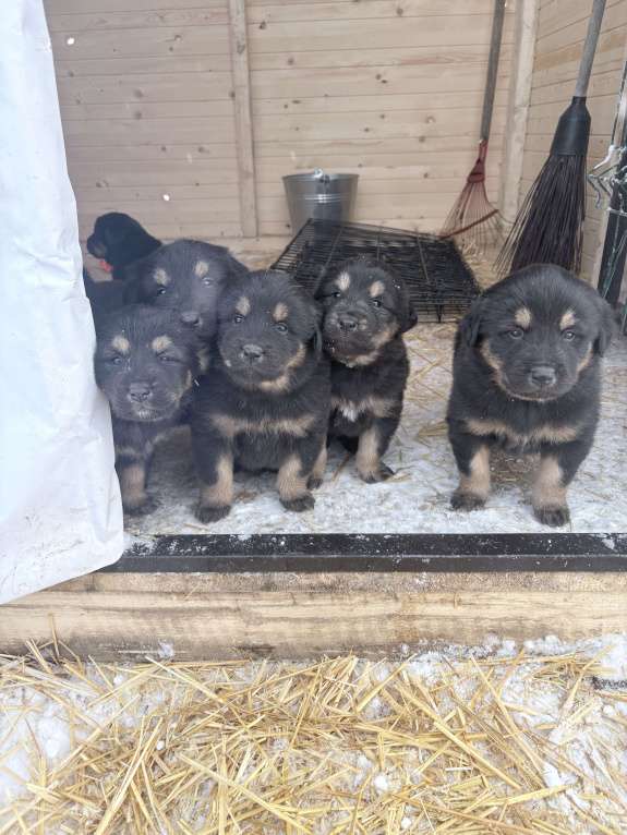 Собаки в других городах Московской области: Щенок банхара Девочка, 60 000 руб. - фото 4