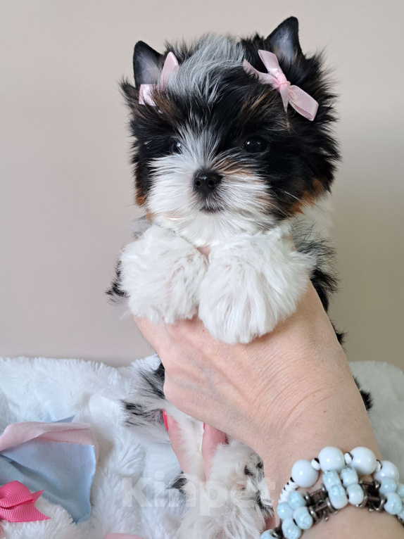 Собаки в Москве: Девочка Бивер Девочка, 120 000 руб. - фото 1