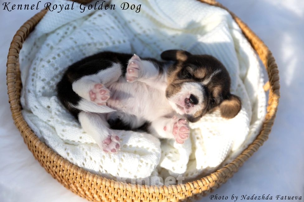 Собаки в Москве: Щенки бигль Мальчик, 60 000 руб. - фото 2