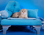 Кошки в Красноярске: Котята шотландские,золотая шиншилла Девочка, 25 000 руб. - фото 6