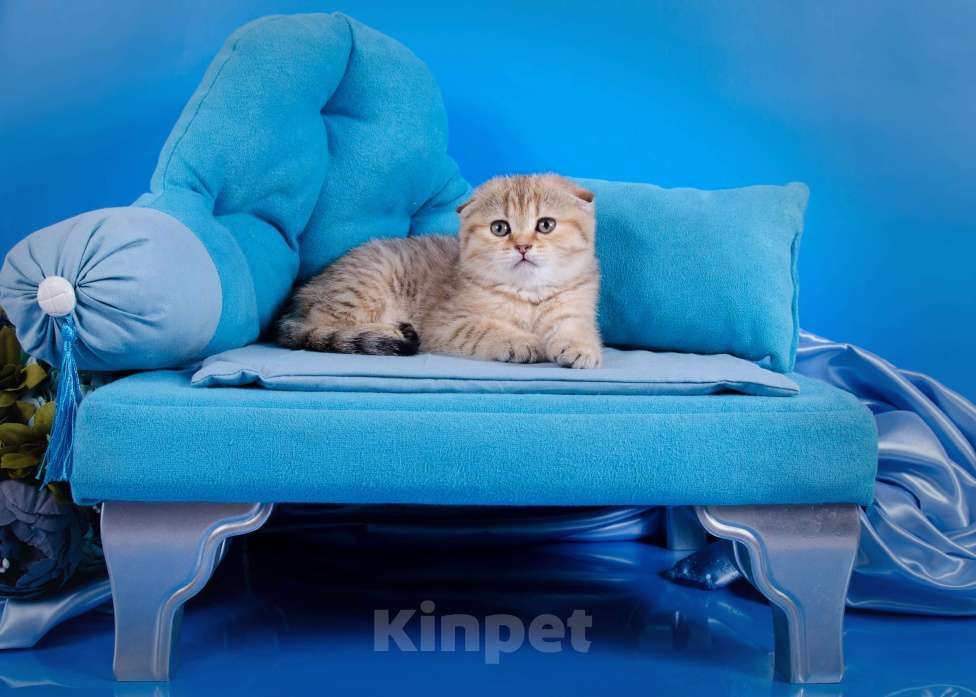 Кошки в Красноярске: Котята шотландские,золотая шиншилла Девочка, 25 000 руб. - фото 6