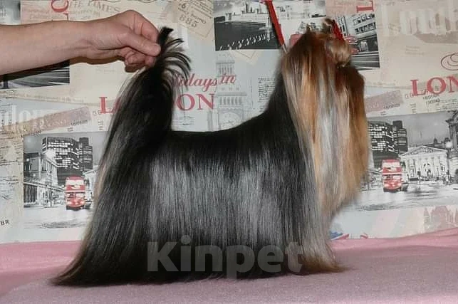 Собаки в Москве: Йорк вязка Мальчик, 7 000 руб. - фото 3